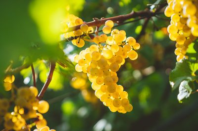 pinot blanc, vin d'Alsace